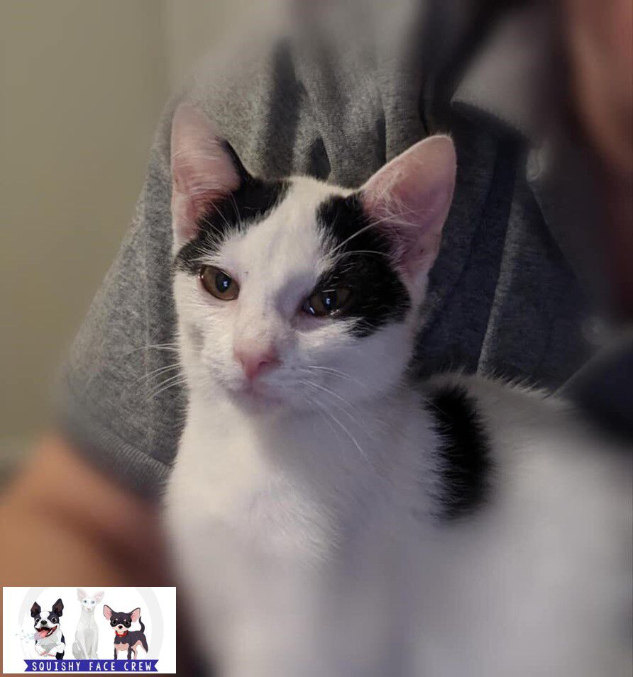 SFC_Moo Cat